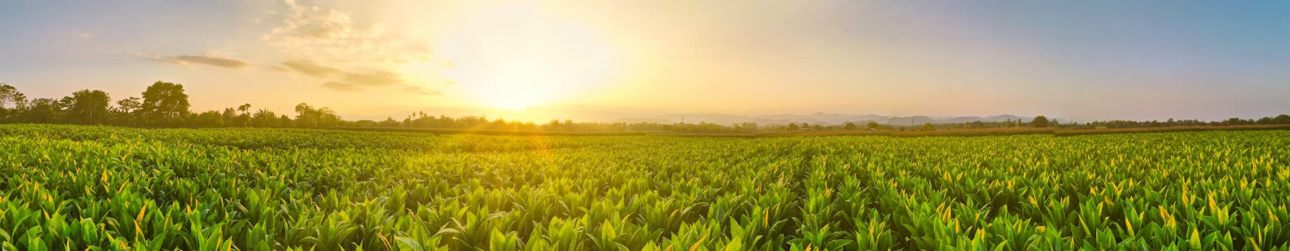Landscape Panoramic view of Tobacco fields at sunset in countryside of Thailand, crops in agriculture, panorama